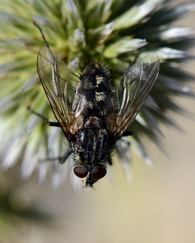 Calliphoridae da id